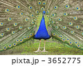 3652775