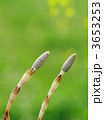 3653253