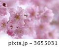 3655031