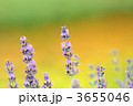 3655046