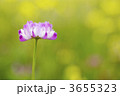 3655323