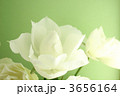 白いバラ