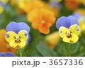 3657336