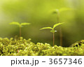 3657346