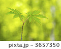 3657350