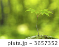 3657352
