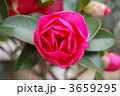 山茶花