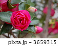 山茶花