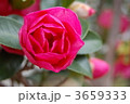 山茶花