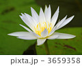 3659358