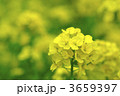 3659397