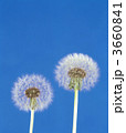 3660841