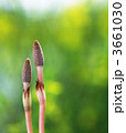 3661030