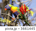 Rainbow lorikeet