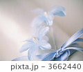 3662440