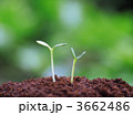3662486