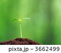 3662499