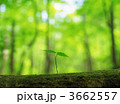 3662557