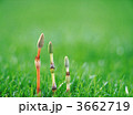 3662719