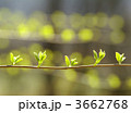 3662768