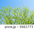 3662773