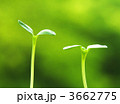 3662775