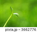 3662776
