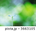 3663105