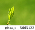 3663122