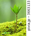 3663133