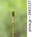 3663137
