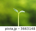 3663148