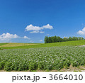 3664010
