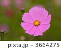3664275