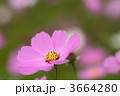 3664280