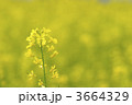 3664329