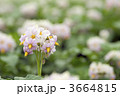 3664815