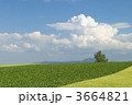 3664821