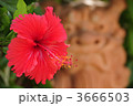 3666503