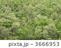 3666953