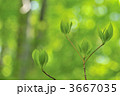 3667035