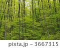 3667315