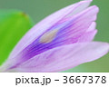 3667378