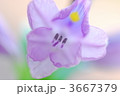 3667379