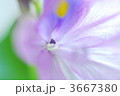 ホテイアオイ 布袋葵 花