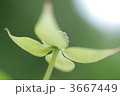 3667449