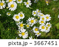 3667451