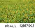 3667508