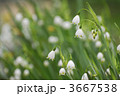 3667538