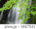 3667541